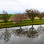 東側水堀と桜