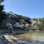 桜が咲く城址風景