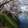二の丸北側土塁の桜と堀