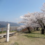 桜の天守跡