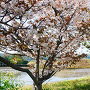 東側水堀側桜と本丸土塁