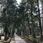 慶元寺の杉木立