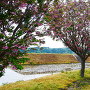 東側水堀沿の桜並木