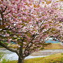 東側水堀沿いの八重桜