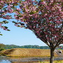 満開の八重桜と本丸土塁