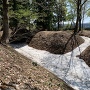 5月ですが堀が雪で埋まってました。