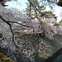 桜満開の石垣と内堀