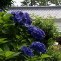 銅門と青い紫陽花