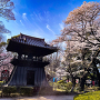 鑁阿寺鐘楼と桜