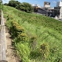 小牧山城　復元の土塁と堀