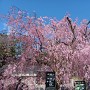 休憩所近くの枝垂れ桜