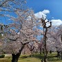 清流園の桜