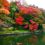池の端壕と紅葉