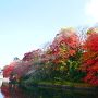 池の端壕の紅葉
