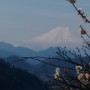 登城道から見る富士と桜