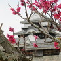 梅の花咲く松山城
