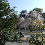 丑寅櫓と桜