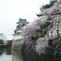 東側水堀の桜