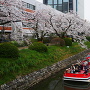 松川と花見遊覧船