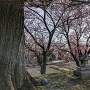 桜の井川城