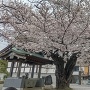 大林寺境内、満開の桜。