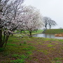 北側水堀と桜