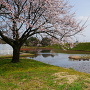 右郭の桜と本丸土塁