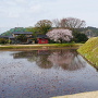 本丸土橋からの桜