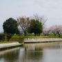 南側水堀と二の丸の桜