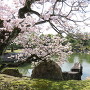 二の丸庭園に咲く桜