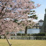 桜の向こうに本丸櫓門