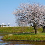 右郭の桜と本丸土塁