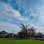 桜が咲く井川城