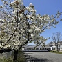 春の長島城跡(長島中学校)と桜