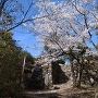 本丸石垣と桜