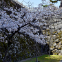 天守石垣と桜