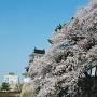 西側水堀の桜