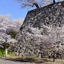 南側石垣と桜
