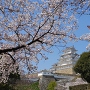 桜と天守