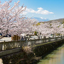 桜が咲く躑躅ヶ崎館の水堀