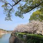 公園の桜