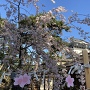 龍城神社から桜と天守の眺め
