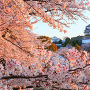 朝日で色づく桜と、天守