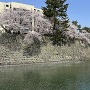 桜と石垣（多聞櫓跡）