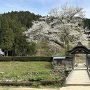 桜と唐門