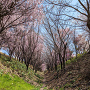北熊井城　桜が満開の空堀