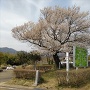 陣屋桜