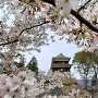桜に囲まれる南櫓