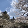 天守の石垣と桜
