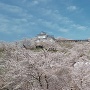 鶴山館から桜と備中櫓のコラボ